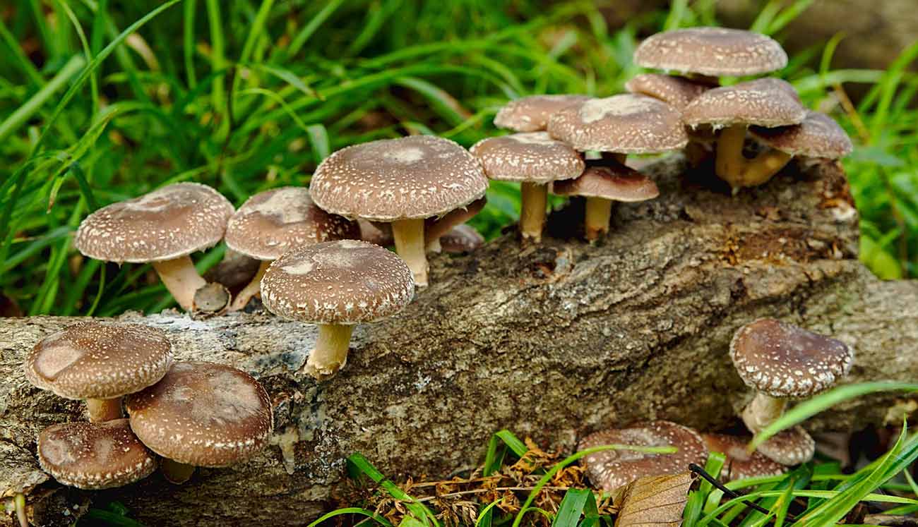 Fungi-Natur