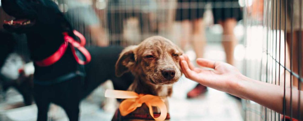 Adoptar perro en Madrid – ¿Dónde? – Refugios y protectoras
