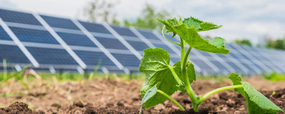 ¿Qué es la agrivoltaica?