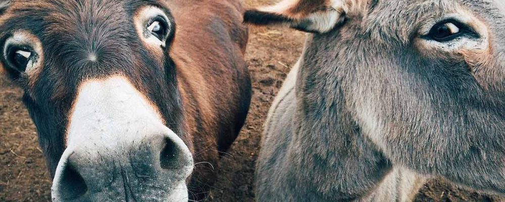 La inteligencia de los burros