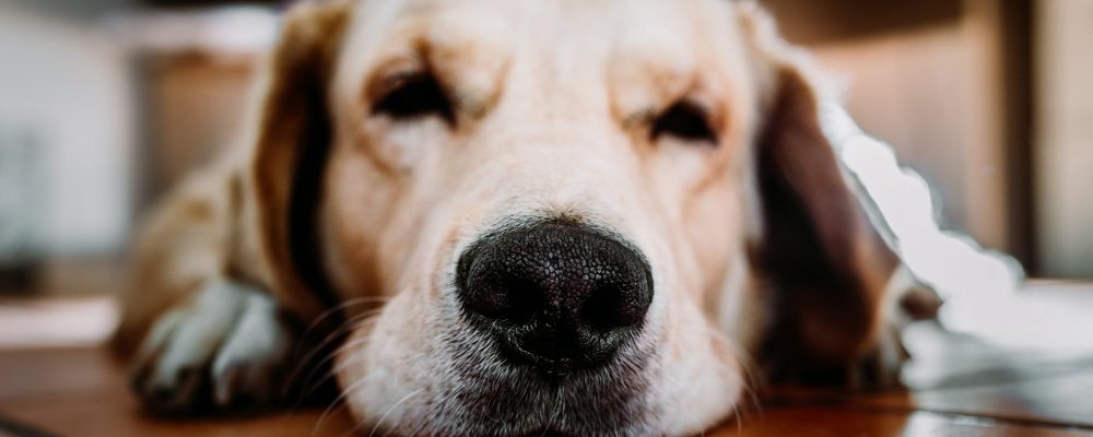 Restaurantes veggies para ir con perro en Madrid