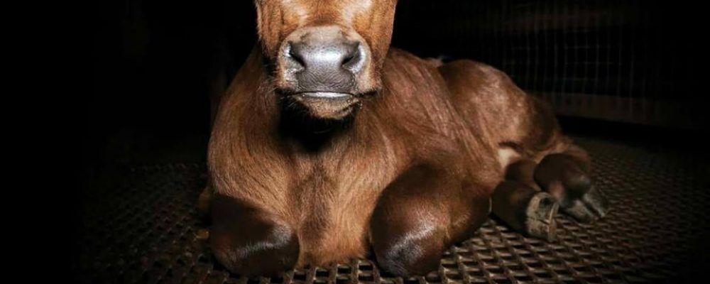 Estreno de Dominion en Madrid