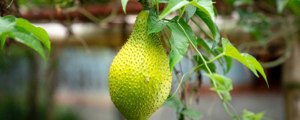 ¿Qué es el jackfruit? Comprar jackfruit en Madrid