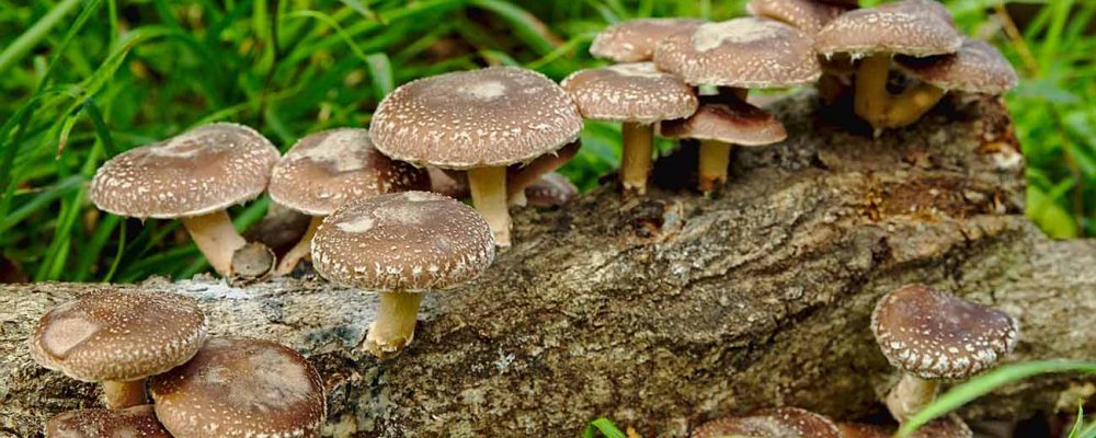 Fungi Natur