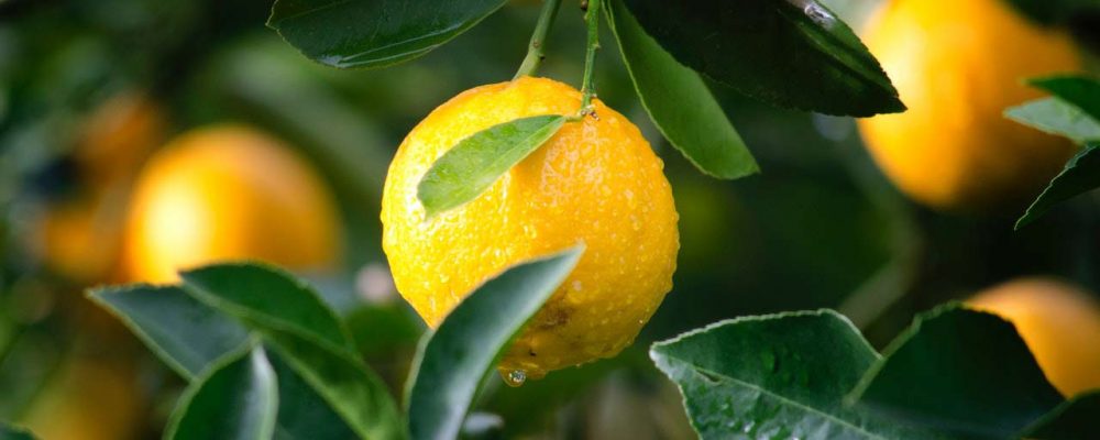 Beneficios del limón