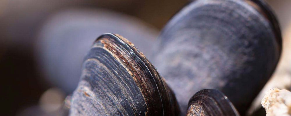 ¿Los veganos comen mejillones?