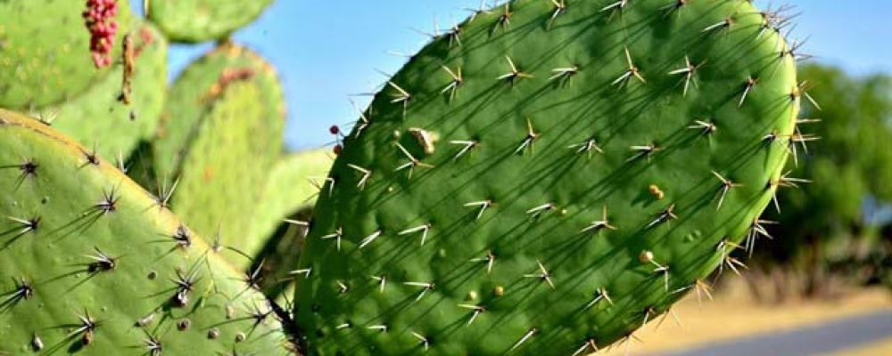 Plástico biodegradable a partir de cactus
