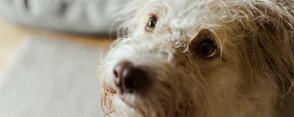 Las mascotas se consideran ya por ley seres sintientes