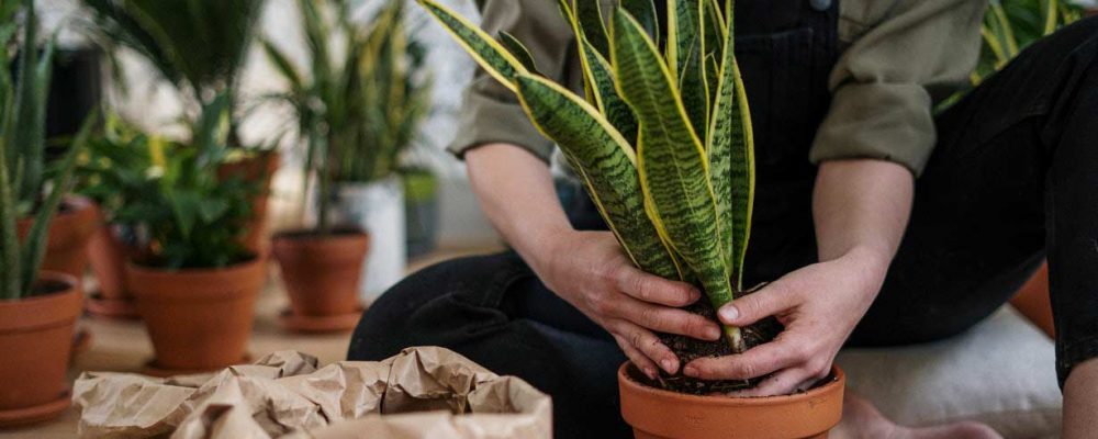 Planteka – Compra y venta de plantas online -Marketplace