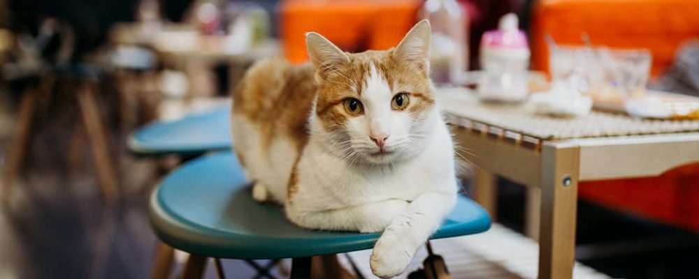 Polineko – Neko café con gatos en Alcalá