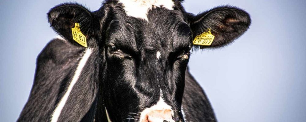 ¿Cuántos años viven las vacas en la industria láctea?
