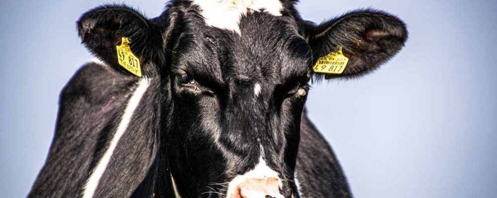 Estudio de la Fundación BBVA sobre visión y actitudes hacia los animales