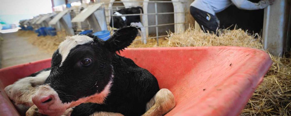 La industria del cuero sacrifica a miles de millones de animales