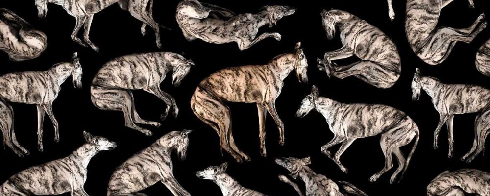 Yo Galgo