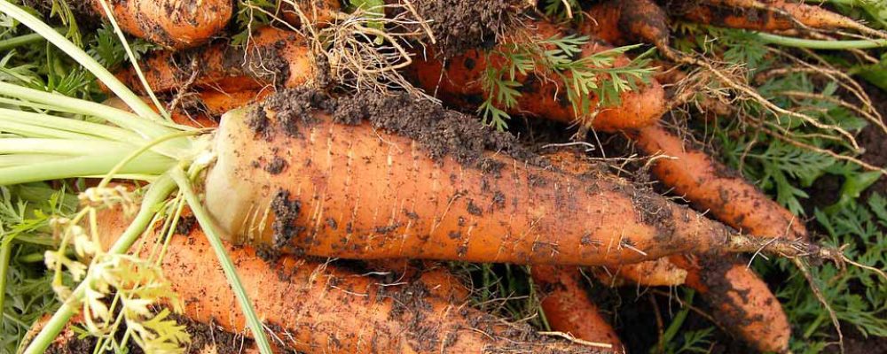 Zanahorias – Propiedades y beneficios