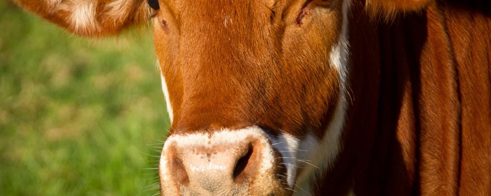1 de noviembre – Día Mundial del Veganismo