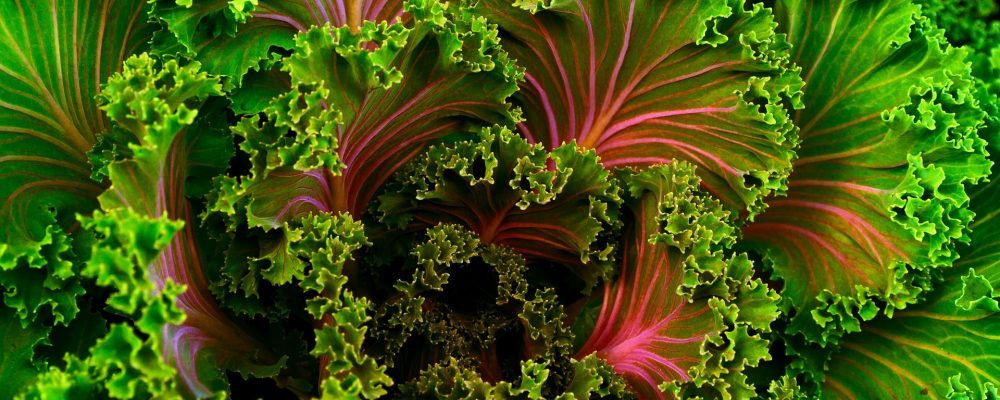 Diferencia entre vegano y vegetariano